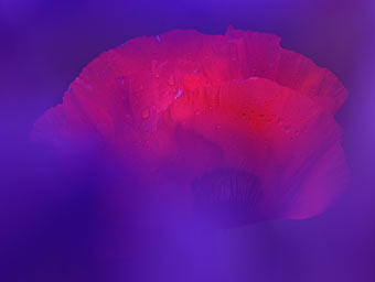 Marcos para cuadros laminas enmarcados, Mohn I